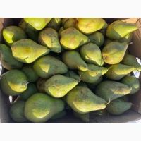 Продам грушку, сорт Листопадева
