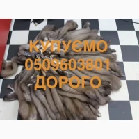 Купуємо шкіри шкури куниці Мех куниць
