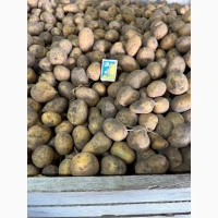 Продаємо насіннєву картоплю