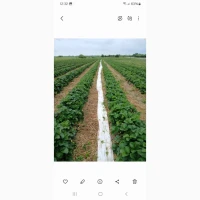 Продам саджанці полуниці мармелада