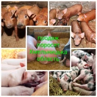 Продам поросят на відгодівлю