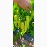 Продам перец