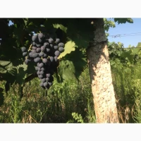 Продам виноград Молдова, Комета. Мускат Италия