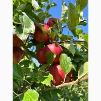 Продам екологічний кавун товарного вигляду