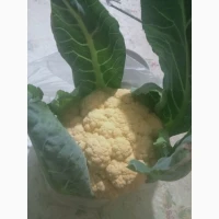 Цвітна капуста Флейм Стар, помаранчева, кольорова, свіжа, фермерська, Козелець, Чер