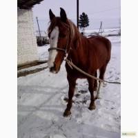 Продам кобилу