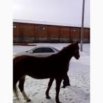 Продам кобилу
