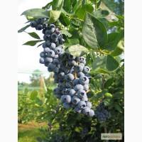 Продам саджанці голубіки високорослої (лохини)
