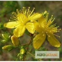 Зверобой, трава