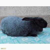 Продам племенных кроликов полтавское серебро