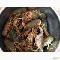 Продам раки 50+ 400 кг