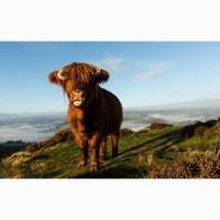 ЗЦМ TM Gepard (для телят с 5 дня)