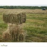 Продам сіно в тюках 25 грн
