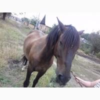 Продам гарну робочу кобилу