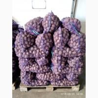 Продамо Посадкову картоплю, сорт Лілі
