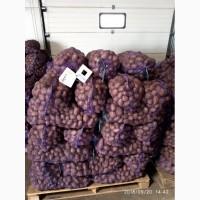 Продамо Посадкову картоплю, сорт Лілі