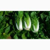 Продаём пекинскую капусту