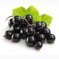 Закупаем смородину