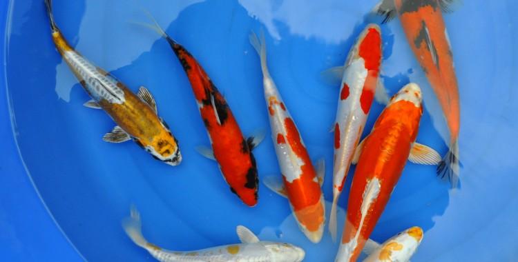 Фото 4. Цветные карпы кои, малек карп кои, карпы кои оптом, купить карпы кои