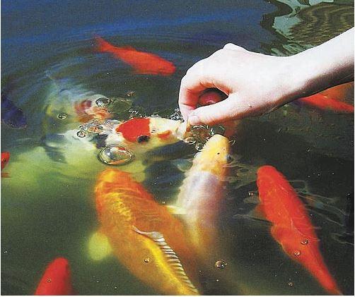 Фото 6. Цветные карпы кои, малек карп кои, карпы кои оптом, купить карпы кои