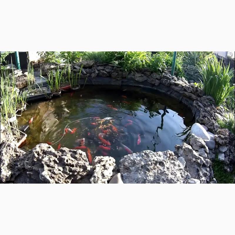 Фото 7. Цветные карпы кои, малек карп кои, карпы кои оптом, купить карпы кои