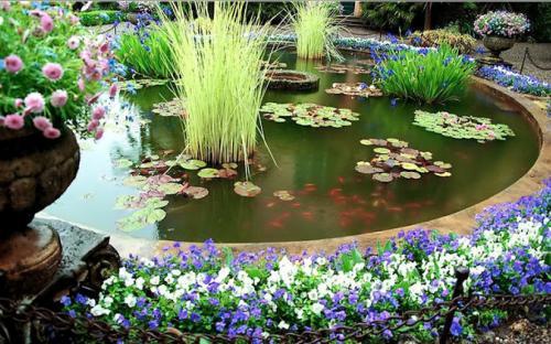 Фото 9. Цветные карпы кои, малек карп кои, карпы кои оптом, купить карпы кои