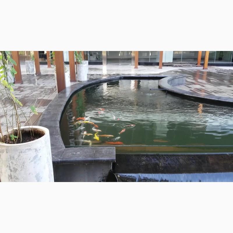 Фото 10. Цветные карпы кои, малек карп кои, карпы кои оптом, купить карпы кои