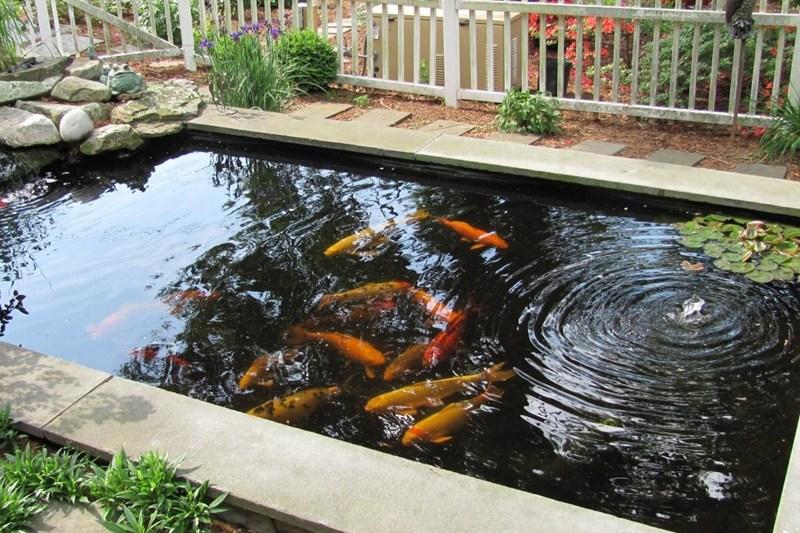 Фото 11. Цветные карпы кои, малек карп кои, карпы кои оптом, купить карпы кои