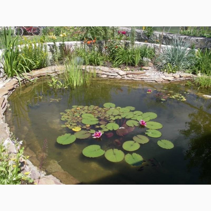 Фото 12. Цветные карпы кои, малек карп кои, карпы кои оптом, купить карпы кои