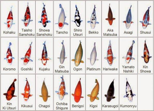 Фото 2. Цветные карпы кои, малек карп кои, карпы кои оптом, купить карпы кои