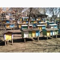 Продам бджолопакети