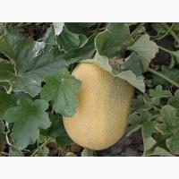 Продажа дыни МАФ от производителя