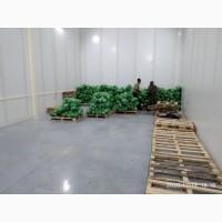 Продам Капусту сорт ЗОЛТОН