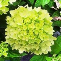 Саженцы гортензии метельчатая ПИНК ДАЙМОНД, Хамелеон, Анабель горшик