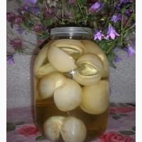 Гриб веселка 2023, березовий гриб чага, соснові шишки от инсульта