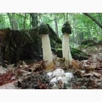 Гриб веселка 2023, березовий гриб чага, соснові шишки от инсульта