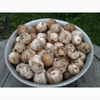 Гриб веселка 2023, березовий гриб чага, соснові шишки от инсульта