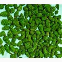 Гриб веселка 2023, березовий гриб чага, соснові шишки от инсульта