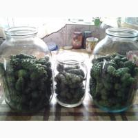 Гриб веселка 2023, березовий гриб чага, соснові шишки от инсульта