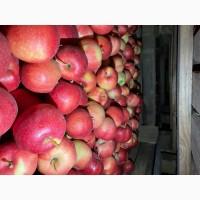 Продам яблука асортимент великий об#039;єм