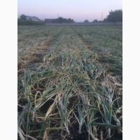 Лук Штутгарт на перо