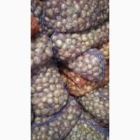 Лук Штутгарт на перо