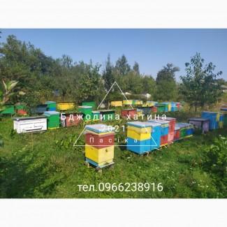 Бджолопакети сім#039;ї бджоли