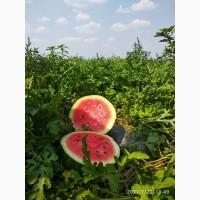 Продам арбуз сорт ТОПГАН