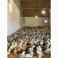 Курчата добові і підрощені оптом