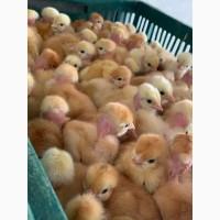 Курчата добові і підрощені оптом