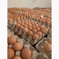 Курчата добові і підрощені оптом