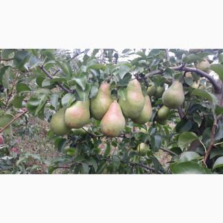 Продам грушу Талгарку. Ноябрську. Киргизку