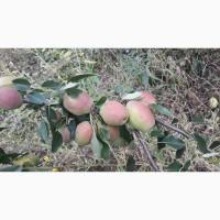 Продам грушу Талгарку. Ноябрську. Киргизку