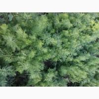 Продам кущовий кріп до 200 кг
